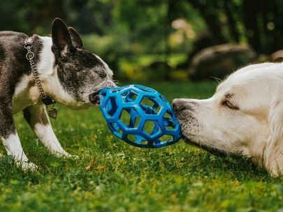 Dogs playing tug-of-war with a ball.